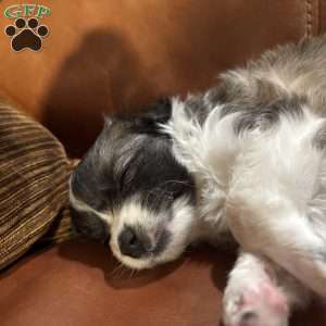 Gorda, Chihuahua Puppy